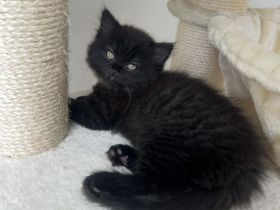 British Langhaar mischling 3 Monate