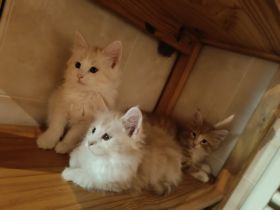 Norwegische Waldkatzen Kitten