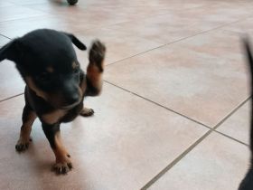 Zwergpinscher-Welpe
