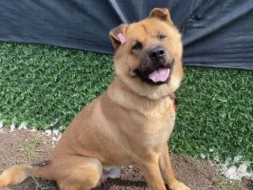 Chow-Chow-Mix-Rüde Bear