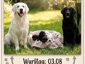 FlatCoatedRetriever x Golden Retriever