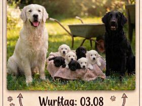 FlatCoatedRetriever x Golden Retriever