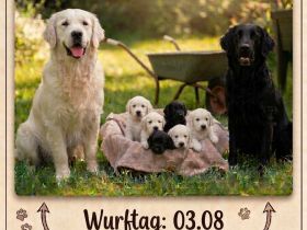 FlatCoatedRetriever x Golden Retriever