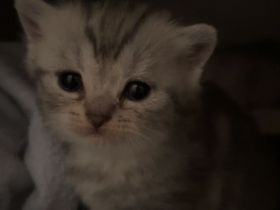Süße BKH Kitten ab Mai