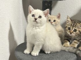 Süße BKH Kitten abzugeben