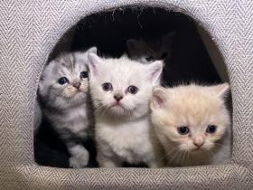 Süße BKH Kitten ab Mai