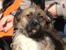 Bijou - sucht ein ruhiges Zuhause