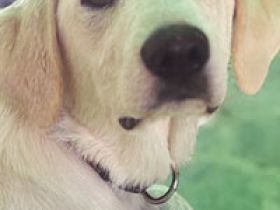 Bianca, die schöne Weiße!