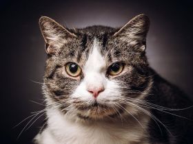 Bibo, ein zartes Herz auf dicken Pfoten