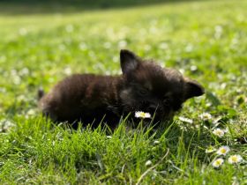 Pomchi Welpe sucht seine Familie