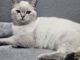 2 Bkh kitten suchen ein schönes Zuhause