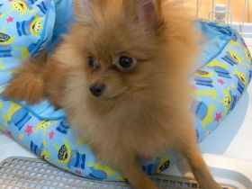 Weiblicher Pomeranian Spitz-Welpe