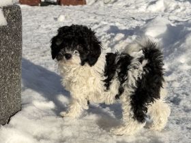 Bichonpoo Welpe (Hündin) mit Abstammungsnachweis