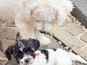 Bichonpoo Welpe (Hündin mit Abstammungsnachweis
