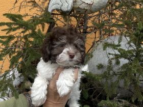 Bollipoo Welpe mit Abstammungsnachweis