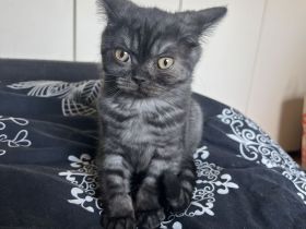 Britisch Kurzhaar kitten
