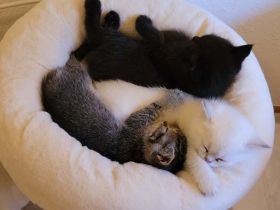 süße reinrassige Britisch Kurzhaar Kitten - auszugsbereit Mitte Oktober