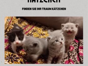 Reinrassige British Kurzhaar Kätzchen! (BKH/BSH)