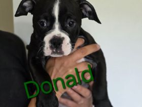 Continental Bulldoggen Welpen