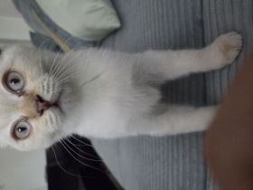 Zum Verkauf ein 3-monatigen Kater