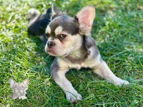 Französische Bulldogge Rüde