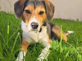 Balu in 07952 Pausa sucht sein Für-immer-Zuhause