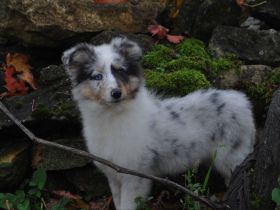 Sheltie Welpen Rüden und Hündinnen FCI