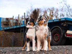 Australian Shepherd von Kleintischardt