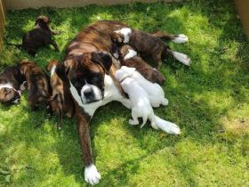 Boxer Welpen reinrassig Abgabebereit