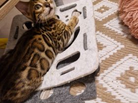 Bengal Kitten geboren 29.06.25