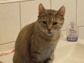 Eine Katze sucht ein neues Haus