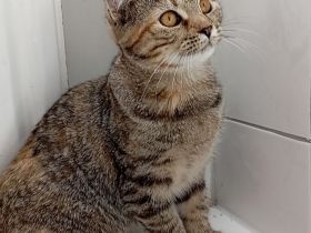 Katze suchen ein neues Haus