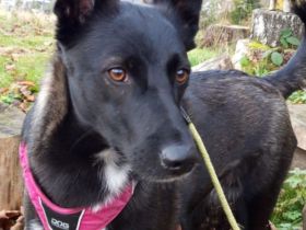 JOY wartet auf euch in 96361 Seinbach