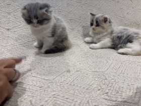 Katzen Babys 2 Stück