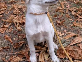 Süßer Labrador-Mischlingswelpe (10 Wochen) sucht liebevolles Für-Immer-Zuhause