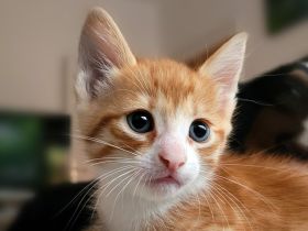 Bengal/Angora Kitten suchen ein neues Zuhause