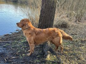 Dark golden Retriever Deckrüde