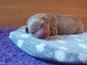 Dark golden Retriever Welpen