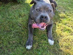 American Bully xl Hündin