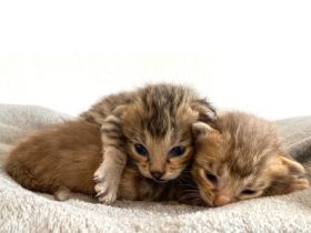 Savannah /Babykatzen / Savannahkitten