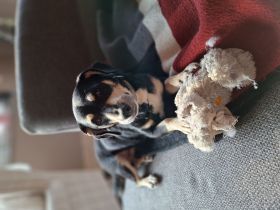 Sonnenschein Muffin in 51709 Marienheide sucht sein Für-immer-Zuhause