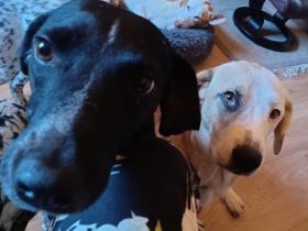 Fetita – unsere kleine Trickfilmheldin in 42115 Wuppertal sucht ihr Happy End!