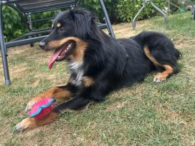 Bebo – kleiner Schatz sucht sein großes Glück  Pflegestelle in 50259 Pulheim (NRW)