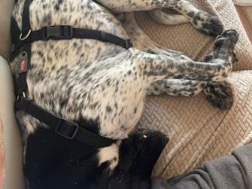 Louis in 42115 Wuppertal auf Pflegestelle sucht seine Menschen für immer.