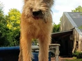 Papadie in 21614 Buxtehude sucht seine Menschen für immer.....