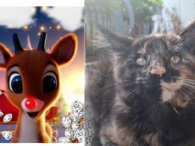 Noch 2 wunderschöne Maine Coon Kätzinnen Rednose Devi und Dina mit Stammbaum