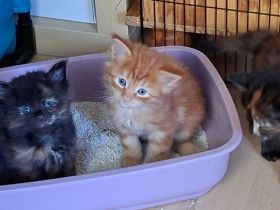 Wir haben Kitten mit wenig Inzucht mit Stammbaum