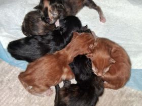 Wir haben Kitten mit wenig Inzucht mit Stammbaum