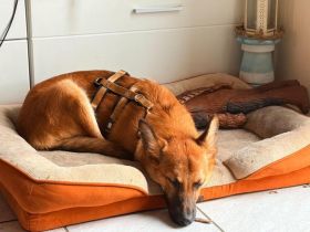 Quincy - junger Rüde sucht seine Menschen!