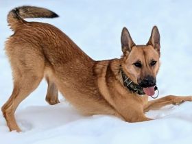 Wer öffnet sein Herz für Tamani ?